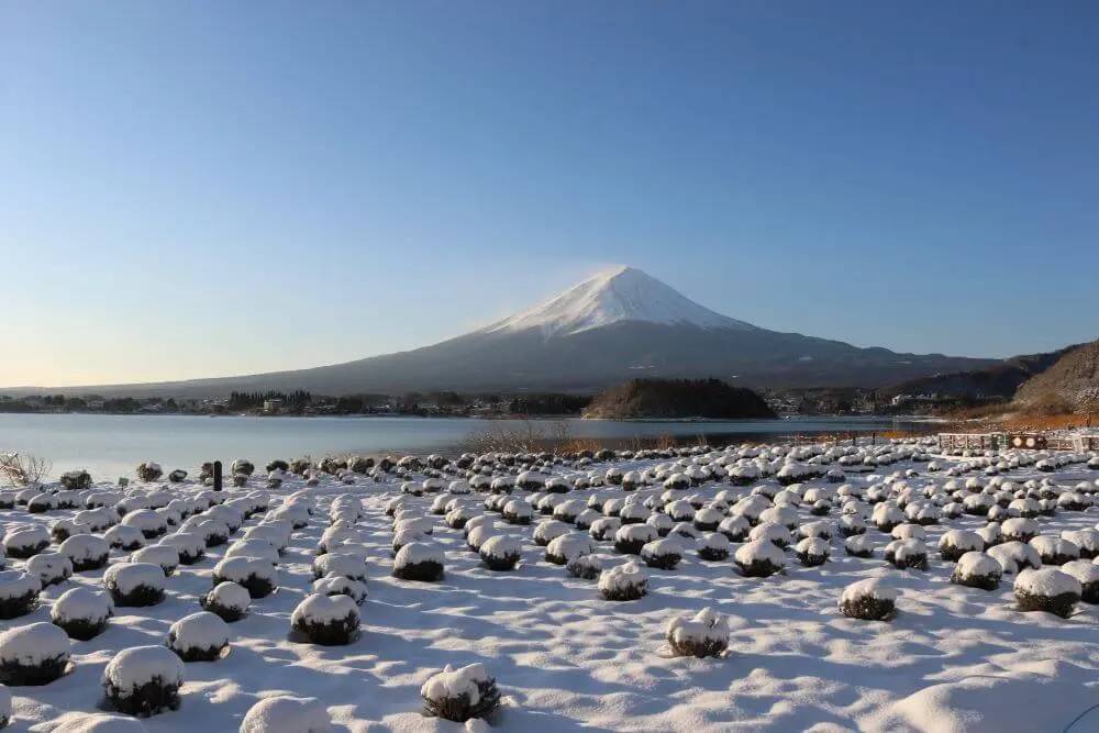 【日本 一人成團系列】新宿出發 富士河口湖、西湖合掌村、烏冬麵美食 1天團