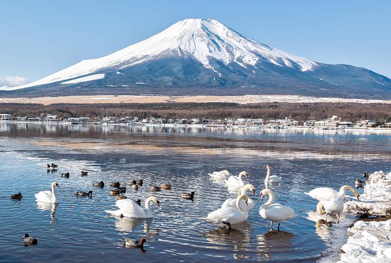 【富士山雙湖網紅景點一日遊】鳴澤冰穴＆河口湖 LAWSON＆山中湖天鵝船｜上野・新宿出發