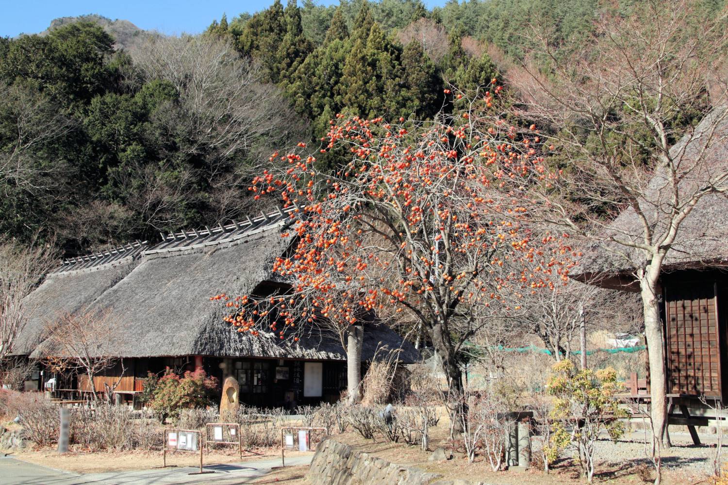 【日本 一人成團系列】富士山河口湖絕景一日遊：新倉山淺間公園＆大石公園＆西湖療癒之鄉 （含山梨名物餺飥）