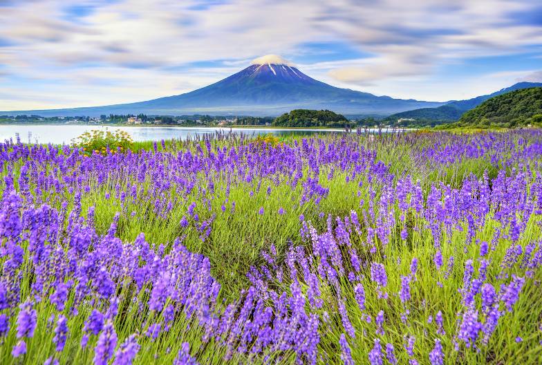【日本 一人成團系列】富士山河口湖絕景一日遊：新倉山淺間公園＆大石公園＆西湖療癒之鄉 （含頂級神戶牛涮涮鍋）
