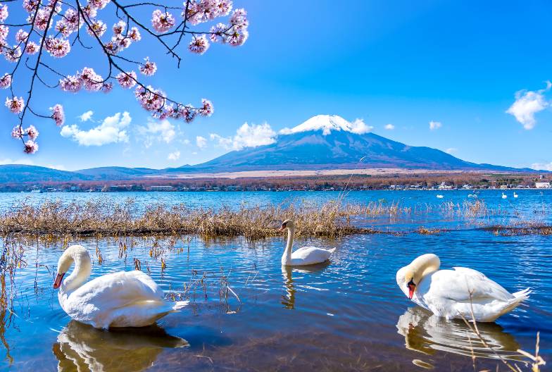 【富士山雙湖網紅景點一日遊】鳴澤冰穴＆河口湖 LAWSON＆山中湖天鵝船｜上野・新宿出發