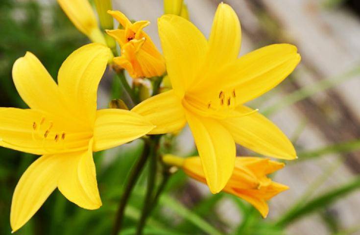 【夏季限定・夜間出發】尾瀨國立公園夜行健行｜清晨抵達・超長停留約9小時・回程溫泉 ｜新宿出發
