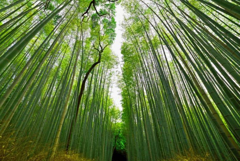 【嵐山奈良一日遊】暢遊嵐山、奈良公園、伏見稻荷＆含頂級和牛神戶牛涮涮鍋｜大阪難波・京都出發