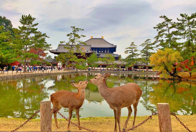 【嵐山奈良一日遊】暢遊嵐山、奈良公園、伏見稻荷＆含頂級和牛神戶牛涮涮鍋｜大阪難波・京都出發