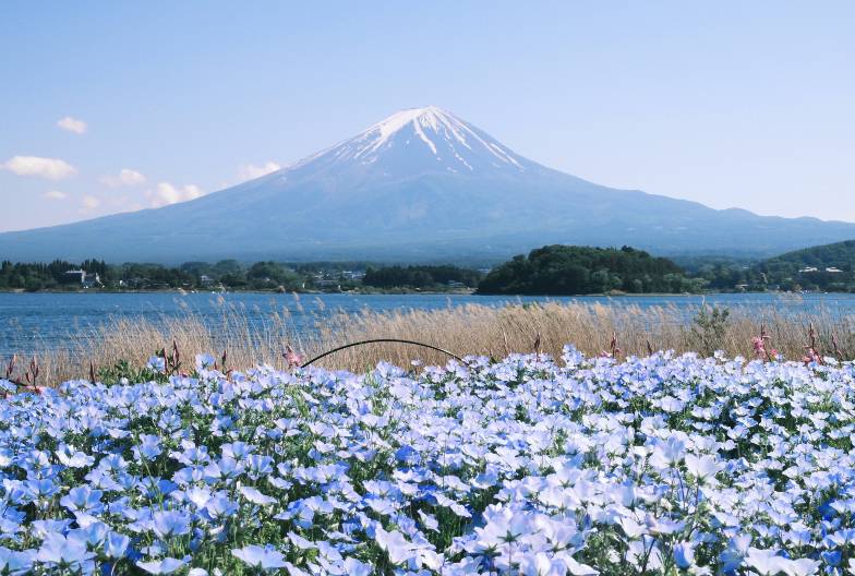 【日本 一人成團系列】富士山河口湖絕景一日遊：新倉山淺間公園＆大石公園＆西湖療癒之鄉