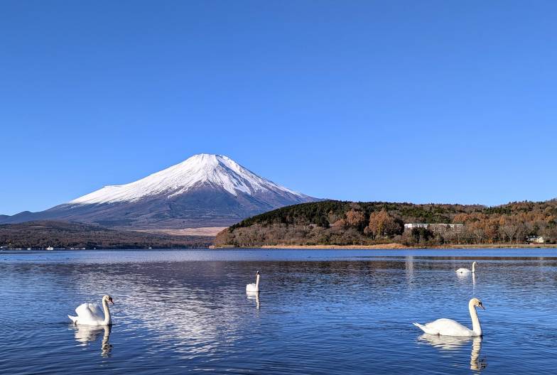 【富士山雙湖網紅景點一日遊】鳴澤冰穴＆河口湖 LAWSON＆山中湖天鵝船｜上野・新宿出發