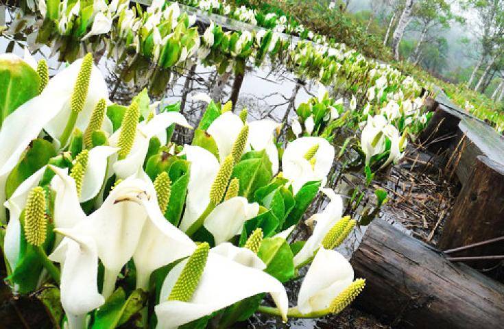 【夏季限定・夜間出發】尾瀨國立公園夜行健行｜清晨抵達・超長停留約9小時・回程溫泉 ｜新宿出發