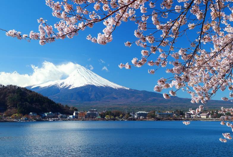 【日本 一人成團系列】富士山河口湖絕景一日遊：新倉山淺間公園＆大石公園＆西湖療癒之鄉 （含日本國產紅酒牛排）