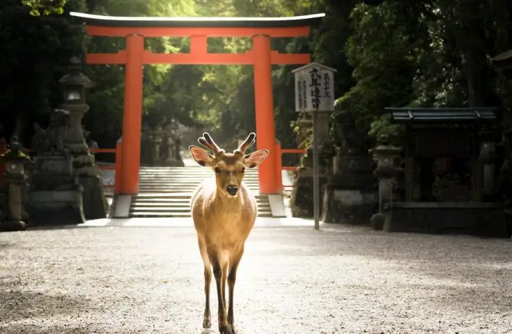【日本 一人成團系列】京都、奈良【東大寺、金閣寺、嵐山】1天團