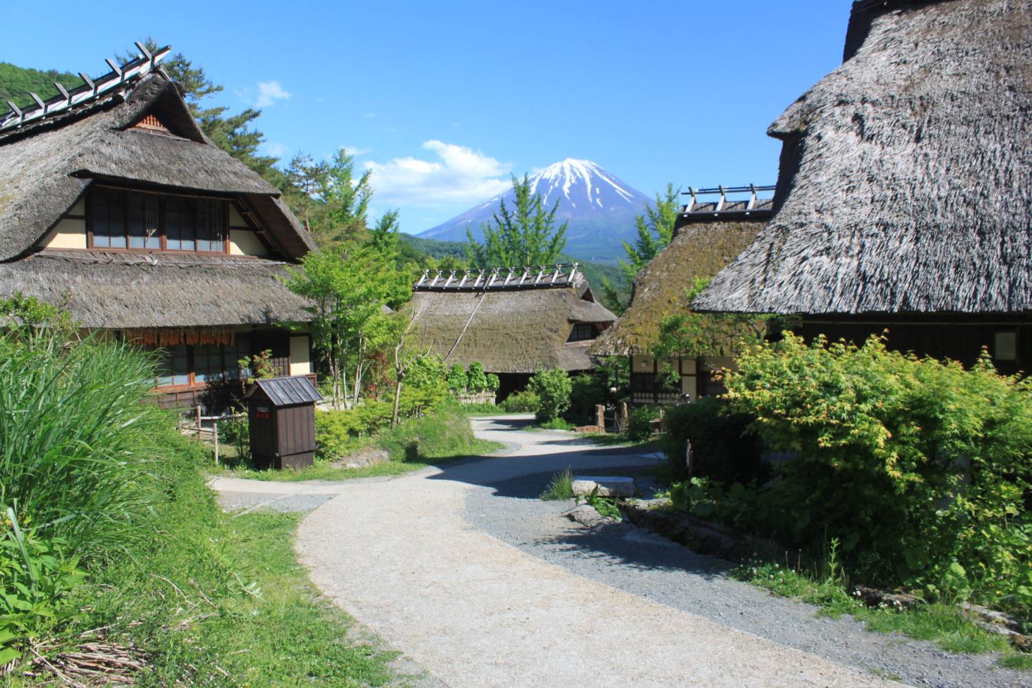 【日本 一人成團系列】富士山河口湖絕景一日遊：新倉山淺間公園＆大石公園＆西湖療癒之鄉