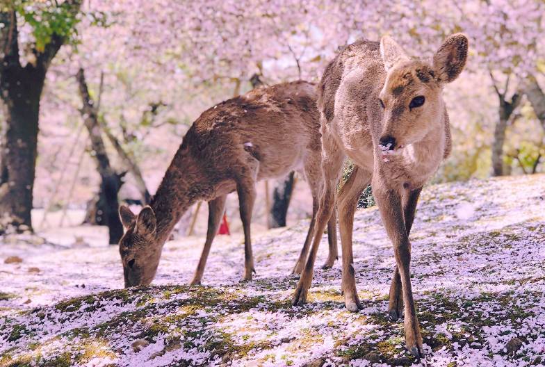 【日本 一人成團系列】京都奈良經典一日遊：金閣寺、嵐山、伏見稻荷、奈良公園｜含頂級和牛神戶牛涮涮鍋｜大阪出發