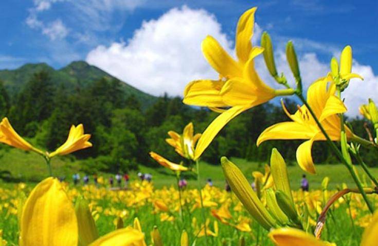 【夏季限定・夜間出發】尾瀨國立公園夜行健行｜清晨抵達・超長停留約9小時・回程溫泉 ｜新宿出發